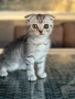 Мъжко шотландско клепоухо сребърно котенце , снимка 2