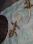 Ресничест бананояден гекон (Rhacodactylus ciliatus), снимка 11