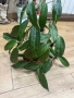 Hoya Хоя Jasper Blink , снимка 2