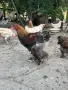 Яребични брами. , снимка 4