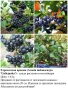 ПЛОДНИ ХРАСТИ В КОНТЕЙНЕРИ, снимка 3