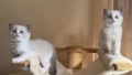 Регдол чистокръвни котета / Ragdoll, снимка 10