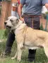 САО  Алабай 2бр., снимка 4