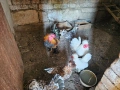 Продавам бреговски джинки, снимка 5