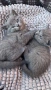 Британска късокосместа котка , снимка 5