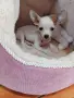 чихуахуа мъжки 3мец., снимка 3
