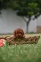 Той пудел Toy poodle, снимка 8