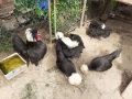 Селски кокошки, снимка 10