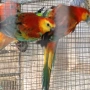 Различни видове птици някой от птиците са полово зрели , снимка 8