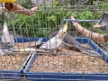 Продавам млади корели , снимка 1
