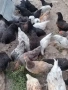 Продавам домашни петлета за угояване , снимка 1