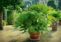 Ливистона (Livistona), Livistona chinensis (китайска ветрилна палма)- 4 евро, снимка 1