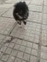 Между шпиц и померан, снимка 5
