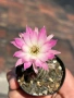 Кактус Chamaecereus Hybrid розово-бял цвят много красив цъфтеж., снимка 1