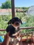 Сърнисти пинчери чакащи новите си собственици, снимка 3