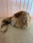 Луксозна дамска шапка от естествен косъм с опашка от Лисица, снимка 2