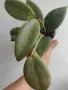 Хоя, hoya wibergiae, снимка 1