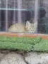 Едно коте за подаряване, снимка 1