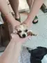 чихуахуа момиченце, снимка 5