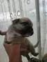 🐾 Очарователни бебета мопс търсят своите любящи семейства! 🐾, снимка 3