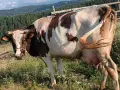свободни 3 крави , снимка 3