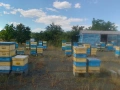 Продавам пчелни семейства с кошери, снимка 2
