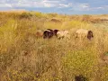 Елитни каракачански овце , снимка 6