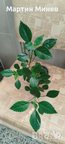 4 цветя за 10 евро, снимка 2 - Стайни растения - 54225694