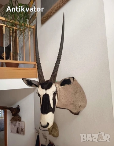 Трофеи - орикс