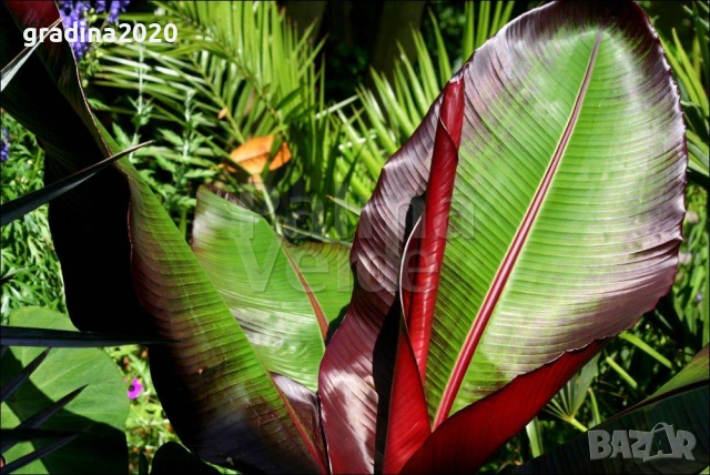 Банановото дърво на Абисиния - Червен Банан  или етиопски банан, снимка 5 - Разсади - 51148767
