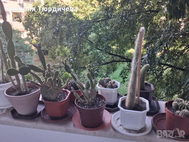 цветя,кактуси,дърво на живота,малки палмички фурми, снимка 11 - Стайни растения - 55341721