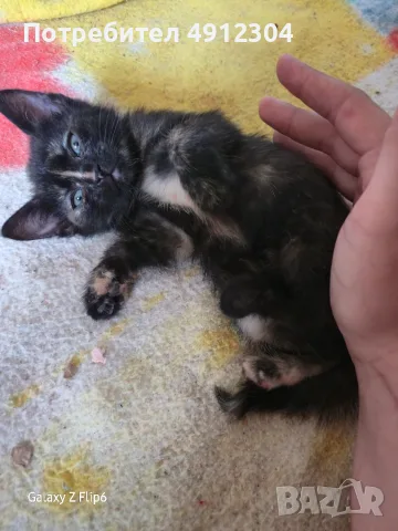Подаряват се котета на около 2 месеца