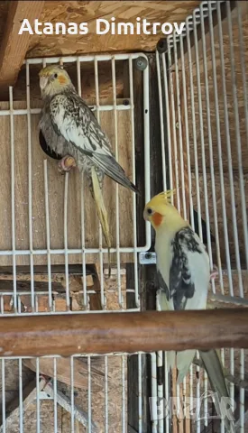 чифт папагали корели, снимка 3 - Папагали - 55603816