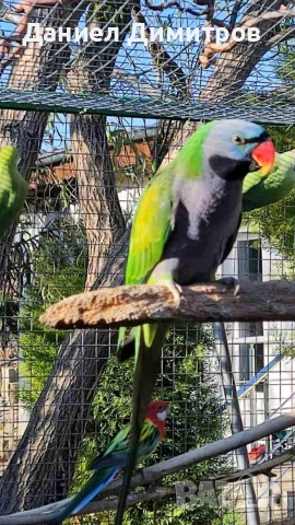 птици на добри цени 🦜, снимка 2 - За птици - 54742395