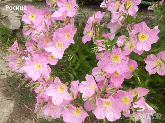 Продавам разсад от Розова йонотера, снимка 2 - Разсади - 54086219