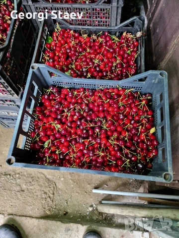 продавам череши, снимка 3 - Домашни продукти - 54654894