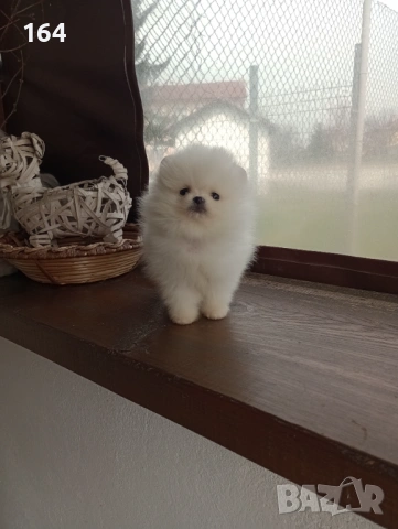 Бели мини Померани. Реални снимки от 21.03.26 г. , снимка 3 - Померан - 53959290