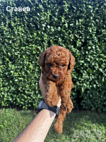 Мини пудели / Mini Poodles, снимка 3 - Пудели - 55286833