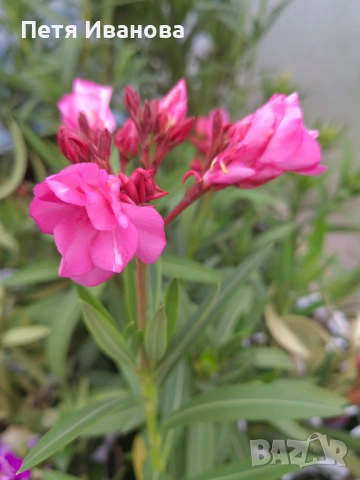 Олеандър(лян, зокум) розов кичест 
