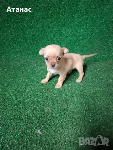 Чихупинчер, снимка 2 - Чихуахуа - 54092186