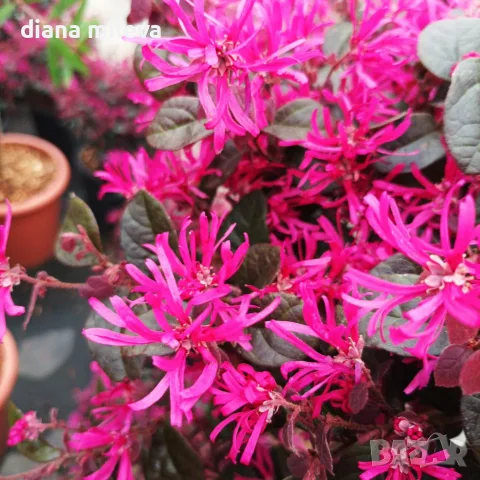 Лоропеталум Черна перла, Loropetalum Chinense Black Pearl