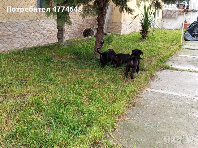 Кане корсо, снимка 10 - Кане корсо - 53966614