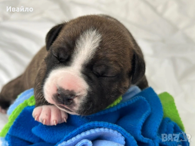 Американски Стафордширски Териер, снимка 2 - Американски стафордширски териер - 54329768