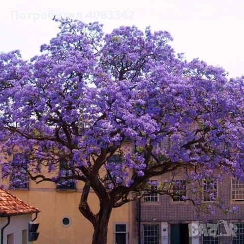 Пауловния Томентоса