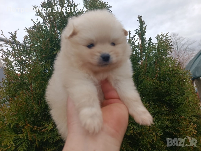 Померан / Померани , снимка 15 - Померан - 54029381
