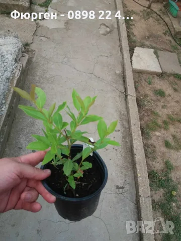 Ягодова гуава (Psidium cattleyanum) – екзотично плодно растение с ароматни плодове, снимка 3 - Разсади - 55298673