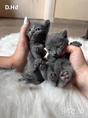 Руски сини котета, снимка 3 - Руска синя котка - 54491344