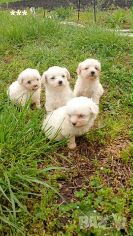 Продавам болонки, снимка 3 - Болонка - 54365839