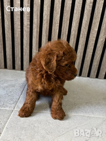 Мини Пудели / Mini Poodles, снимка 6 - Померан - 55655687