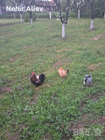 Продавам млади кокошки и петли, снимка 3 - Кокошки и пуйки - 54312515